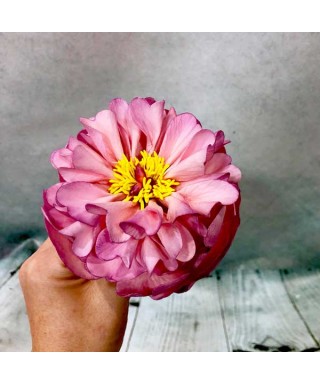 Emporte-pièce Pivoine Claire Bowman